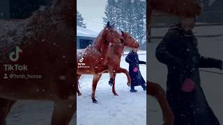 雪の中2頭で行進♪揃うとステキ✨なスペイン常歩