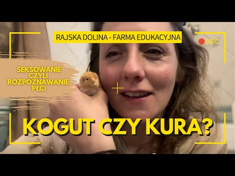 Seksowanie. Jak rozpoznać płeć u piskląt? KOGUT CZY KURA?