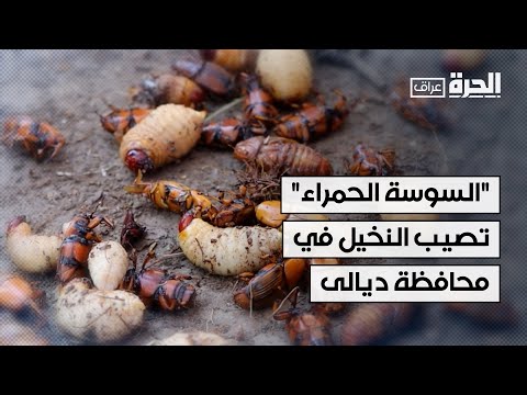 فيديو | مرض "السوسة الحمراء" يصيب النخيل في محافظة ديالى