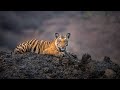 Wild Karnataka Wildlife In India