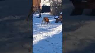 Video preview image #1 Labrador Retriever-Unknown Mix Puppy For Sale in Wakefield, RI, USA