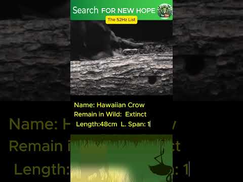 Echoes of the Forest: The Hawaiian Crow's Fight for Survival #animals #wildlife #nature#birds