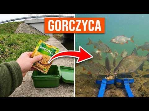 PL Jaka będzie reakcja ryb na gorczycę?