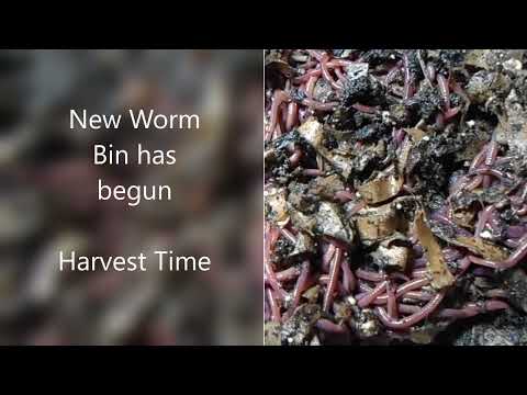 Harvest Time for Worms