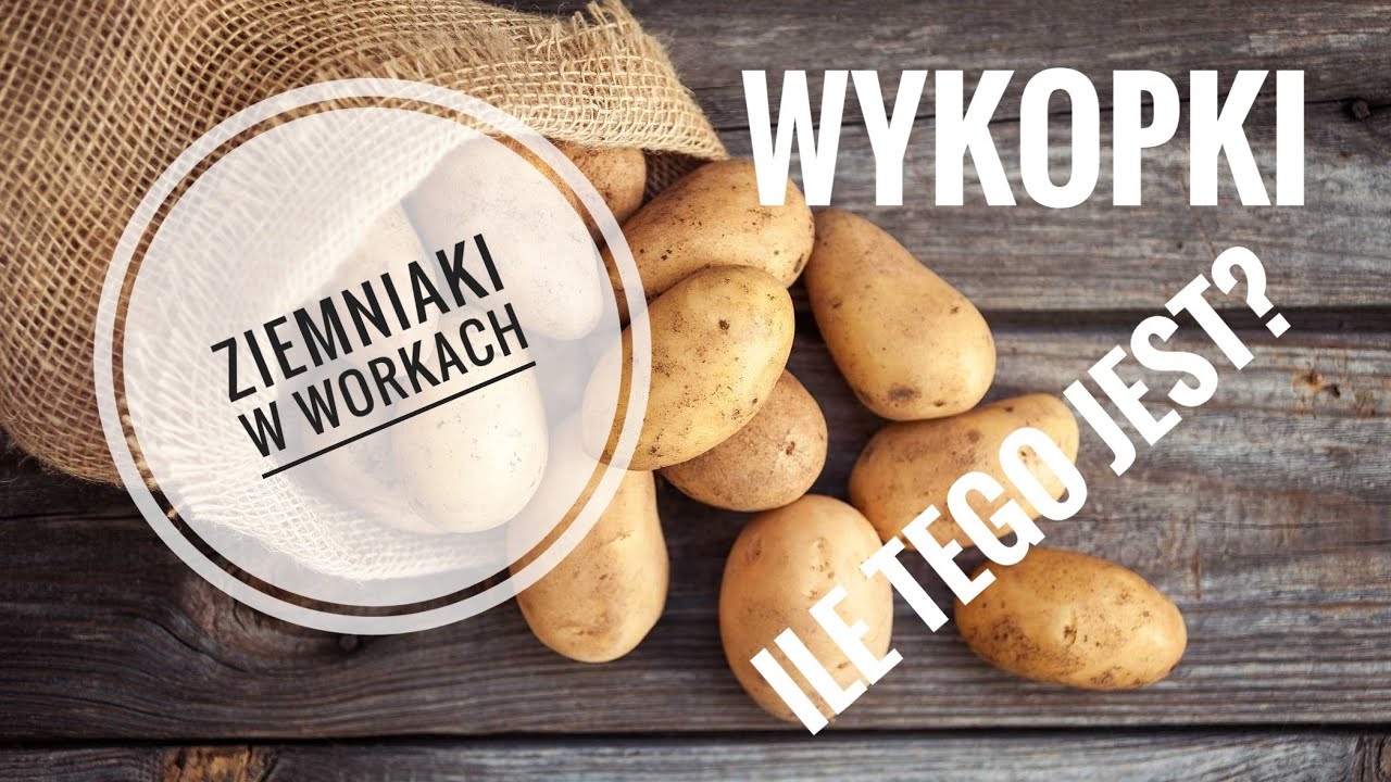Wykopki ziemniaki w workach