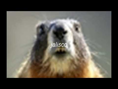 La culebra,el son de la negra, escuela tihuitl