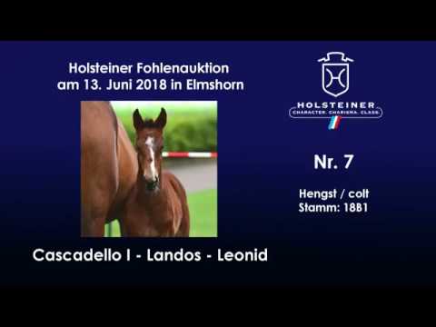 Holsteiner Fohlenauktion im Juni | Nr. 7 v. Cascadello I - Landos