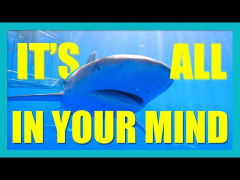 MUST DO! Shark Cage Encounter Oahu Hawaii