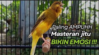 Download lagu KENARI GACOR Cuit CUIT BIRAHI UNTUK PANCINGAN & MASTERAN Kenari PAUD AGAR BUNYI mp3