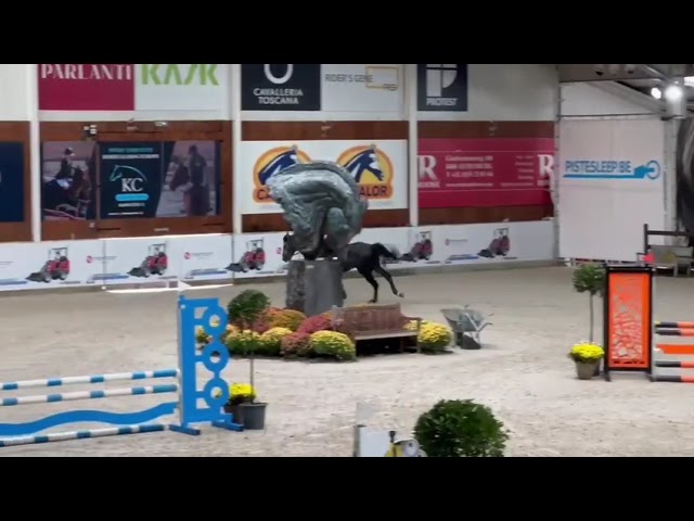 Riding and jumping movie Velasquez VG.