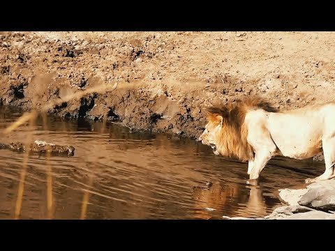 Lion vs Crocodile Faceoff | Salas Male Olepolos | Masaimara | 15 January 2025