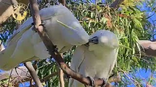 Download lagu MASTERAN GACOR & PIKAT BURUNG KAKAK TUA RAWA SUARA PANCINGAN | KICAU SUARA BURUNG PARK 3 mp3