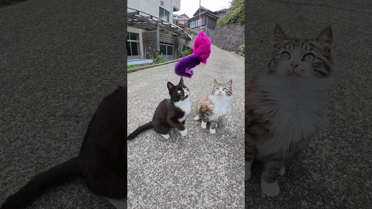 宙を舞う毛玉たち #猫 #ねこ #cat