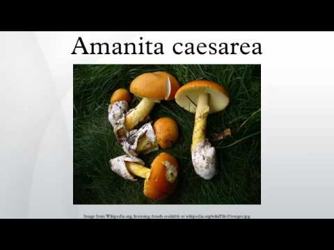 Amanita caesarea