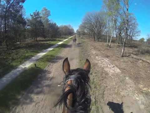 Wennekers Ponykamp 2016