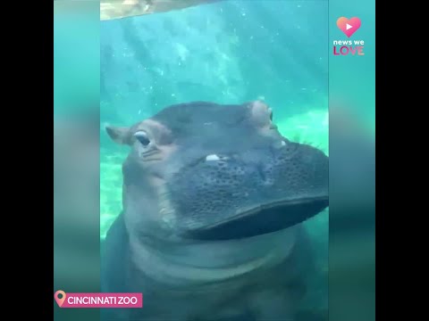 Cincinnati Zoo's beloved hippo Fiona turns six years old