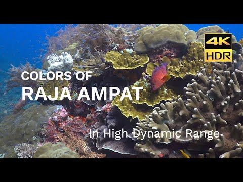 DIVING RAJA AMPAT CORAL REEFS WITH PAPUA DIVING | 4K HDR VIDEO ULTRA HD | SONY HXR-NX80 HLG (2021)