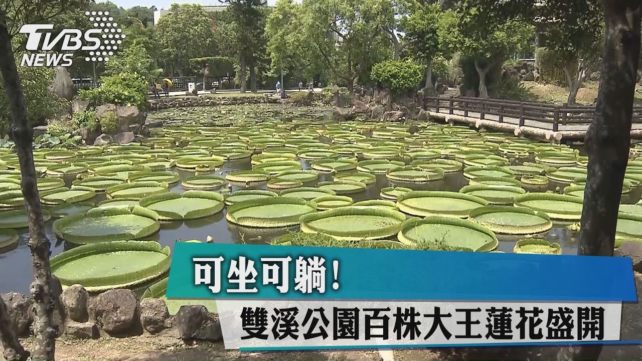 可坐可躺! 雙溪公園百株大王蓮花盛開
