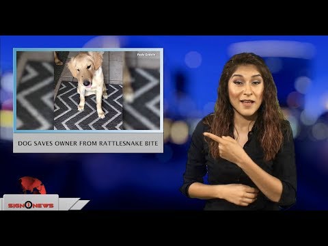 Dog saves owner from rattlesnake bite (ASL - 7.2.18)
