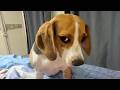 Dogs Being Dramatic Again Funny Dog Videos 2026