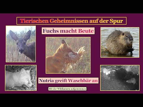 Fuchs macht Beute  -  Nutria greift Waschbär an