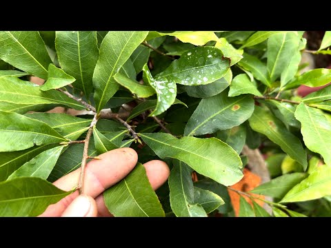 Tuyệt chiêu giúp mai vàng lên nụ trong tháng 8 vì không có nụ kim