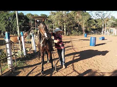 Como fazer com cavalo que empina . O segredo para o cavalo não empinar mais e ficar bom pra passeio