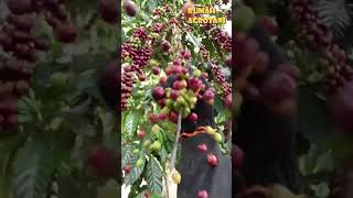 Download lagu Easy Way to Harvest Red Coffee mp3