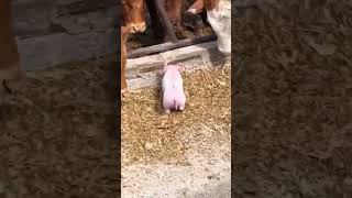 Vacas cerditos animales videos graciosos #funny