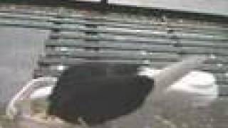 Big Bird Adventure: Song: Pigeon On The Gate/Laffertys/Morning Dew  Artist: Celtic Fiddle Festival