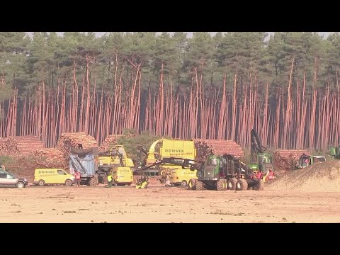 沉睡的蛇讓特斯拉的德國Gigafactory停滯不前。 (Sleeping snakes stall Tesla's German Gigafactory)