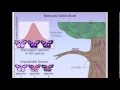 Natural Selection animation (stabilizing, disruptive and directional selection)