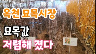 올봄에 꼭 심어야할 묘목 추천! 옥천묘목시장 묘목 싸게 구입할 수 있는 방법