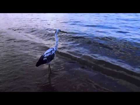 ЦАПЛЯ  ЦВЕТА  