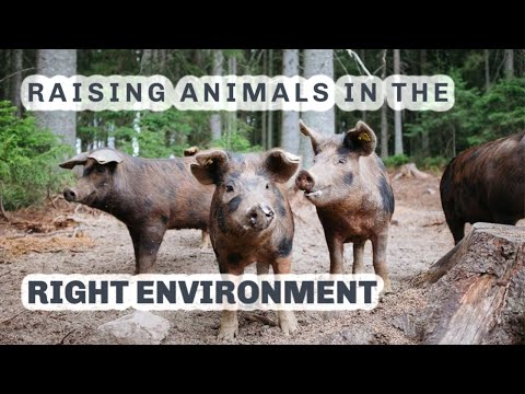 FOREST PIGS PASTURED BIRDS S4 ● E45