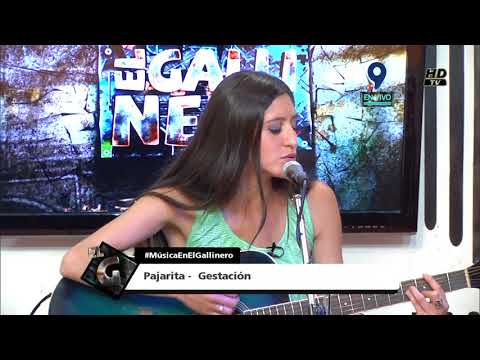 #SuenaEnElGallinero // Pajarita -  Gestación