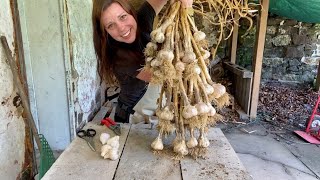 How To Clean and Store Garlic | EverCrest