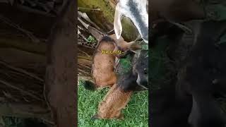フィリピンの田舎でヤギちゃん飼育