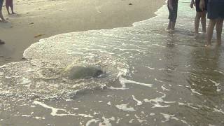 preview picture of video 'Tortuga Lora regresando al mar'
