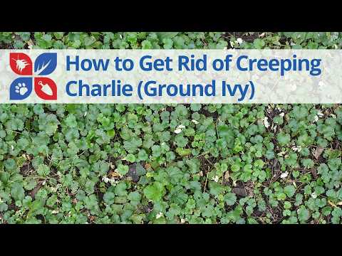  How to Control Creeping Charlie (Ground Ivy) in Your Lawn Video 