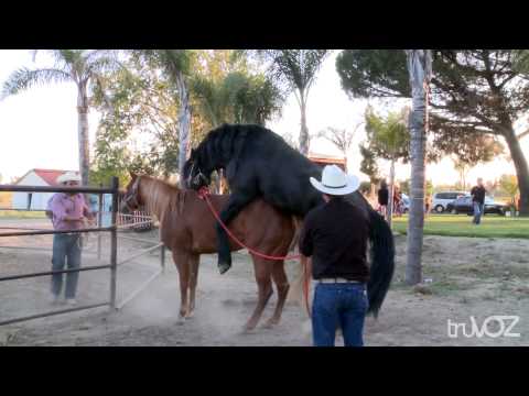 RANCHO LA ALEGRIA DEGOLLADO JALISCO MX MAQUILAS DE 