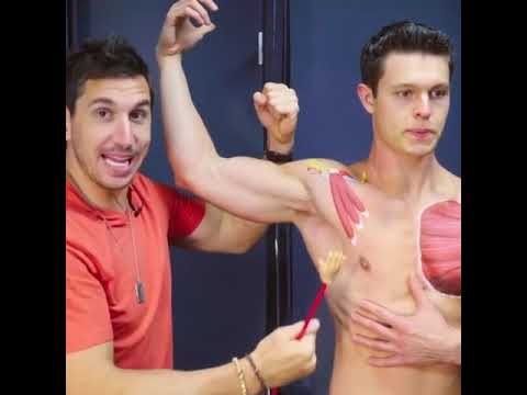 Pec Education and Stretches -MoveU