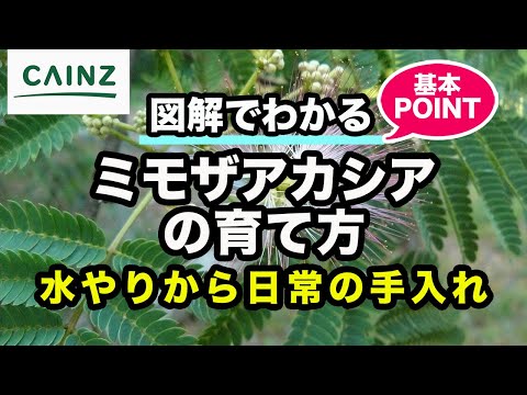 園芸 ベイリーズ ミモザ、クータマンドラ アカシア