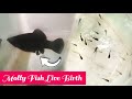 Black Molly Giving Birth Daringduo