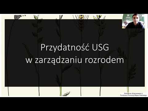 PZHiPBM -  Organizacja rozrodu w stadach bydła mięsnego