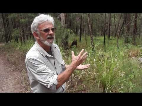 What is an Ecotone Forest?