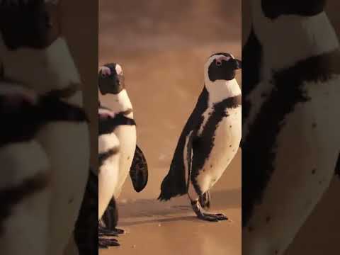 Camel walking in Dubai jumeirah beach #penguin #camels #ride #beach