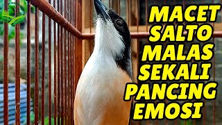 Download lagu CENDET STRESS MALAS BUNYI PUN AKAN NYAUT APALAGI MASTERAN CENDET PASTI BAKALAN NARUNG DIJAMIN mp3