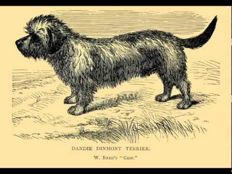 The Dogs of 1890