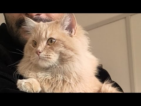 With Clowder #cats #cat